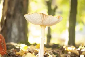 Amanita Strobiliformis Image Prints: Fly Agaric Toadstool