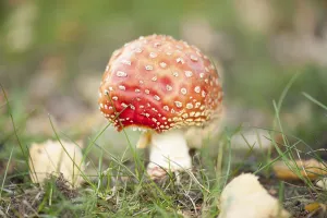 Coniferous Tree Background Prints: Fly Agaric Toadstool