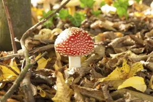 Coniferous Tree Background Prints: Fly Agaric Toadstool