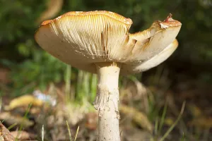 Toxic Fungus Prints: Fly Agaric Toadstool