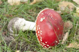 Coniferous Tree Background Prints: Fly Agaric Toadstool