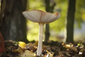 Gilled Mushroom Photography Prints: Fly Agaric Toadstool