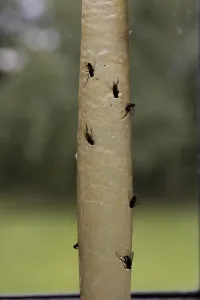 Wildlife Photography Flies Prints: Flypaper strips, flypaper, flytrap