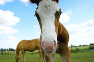 Mammalian Portraits Prints: A Foal (pulli equinus) is looking into the camera
