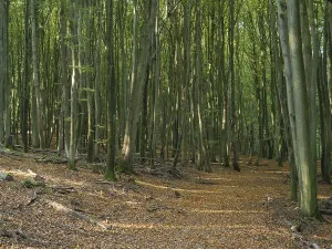 Tree Trunk Foliage Prints: A forest path, lined with slender tree trunks