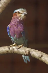 No People Nature Shots Prints: Fork-tailed Roller