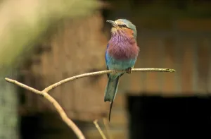 Colourful Nature Photography Prints: Fork-tailed Roller, Forked Roller