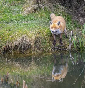 Fox In The Wild Prints: Fox & Reflection
Fox & Reflection