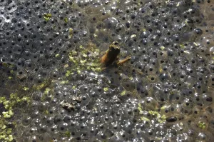 Batrachian Reproduction Prints: Frog spawn