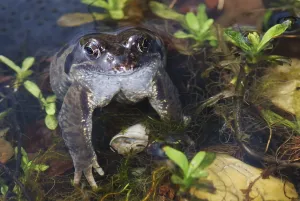 True Toad Habitat Prints: Frog spawn and a toad in a small tarn