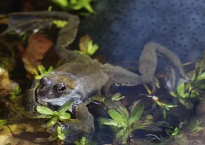 True Toad Habitat Prints: Frog spawn and a toad in a small tarn