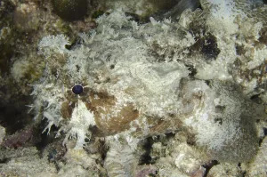 Banded Toadfish, Raja Ampat Night Dive Print