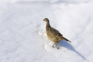 Female Pheasant Prints: Game Pheasant (Phasianus colchicus)