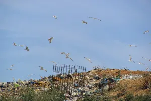 Ecocides And Environmental Damage Prints: Garbage dump
