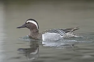 Wild Duck Species Prints: Garganey (Anas querquedula)