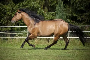 Empty Rural Landscape Photo Prints: Gelding, Solid Paint Horse, Solid Buckskin