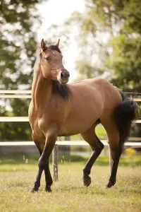 Purebred Horse Breeds Prints: Gelding, Solid Paint Horse, Solid Buckskin