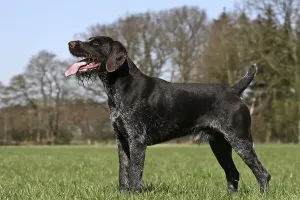 Canis Lupus European Habitat Prints: German wirehaired pointer