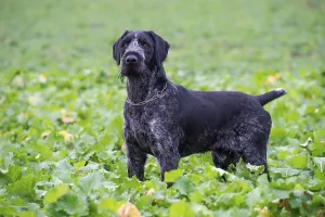 Hunting Dog Images Prints: German wirehaired pointer