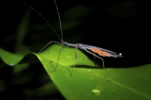 Pterygote Insects In Natural Environment Prints: Ghost insect (Phasmatodea) sitting on a leaf