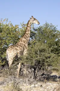 Namibia Africa Prints: Giraffe (Giraffa camelopardalis)