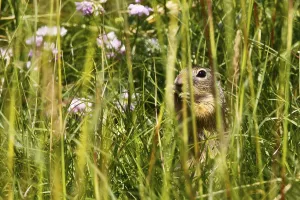 Deserted Rodent Prints: Gopher