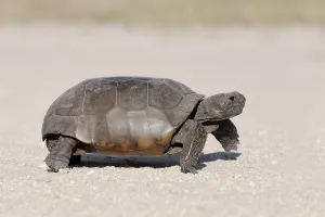 Reptile Fauna Prints: Gopher Tortoise (Gopherus polyphemus)