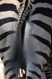 Zoo Animals In Captivity Prints: Grantzebra from behind