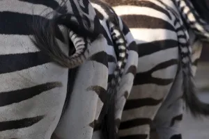 Striped Mammal Prints: Grantzebra from behind