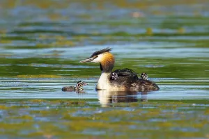 Great Crested Grebe with Chicks Print, Germany