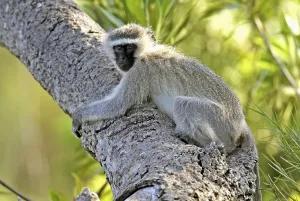 Green Monkey Prints: Green Monkey (Cercopithecus aethiops)