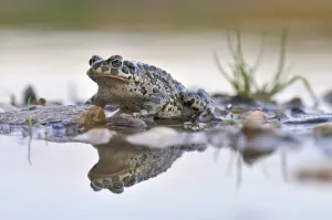 Saxony Anhalt Nature Prints: Green Toad (Bufo viridis complex)
