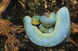 No People Exterior Photographs Prints: GREEN TREE Green Tree Python (morelia viridis)