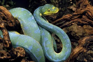 Green Tree Python Prints: GREEN TREE Green tree python (morelia viridis)