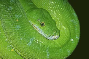 Wild Animals In North Rhine Westphalia Prints: Green tree python (Chondropython viridis)