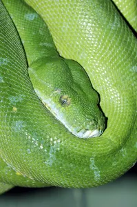 Deserted Nature Landscape Prints: Green Tree Python (Chondropython viridis)