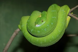 Green Tree Python Prints: Green Tree Python (Chondropython viridis)