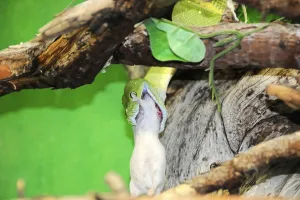 Green Tree Python Prints: Green tree python (Chondropython viridis)