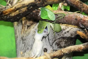 Green Tree Python Prints: Green tree python (Chondropython viridis)