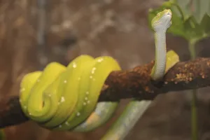 Green Tree Python Prints: Green tree python (Chondropython viridis), captive