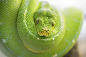 No People In The Image Prints: Green tree python (Morelia viridis)