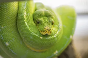 Captive Snake Photography Prints: Green tree python (Morelia viridis)