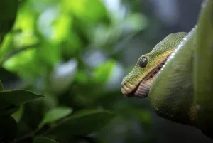 Serpentes Images Prints: Green tree python (Morelia viridis)