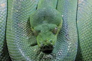 Close Up Wildlife Photos Prints: Green Tree Python (Morelia viridis)