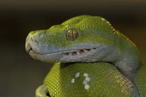 Constrictor Snakes Prints: Green tree python (Morelia viridis)