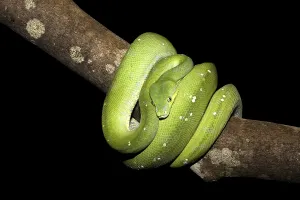 Uninhabited Jungle Scene Prints: Green Tree Python (Morelia viridis)