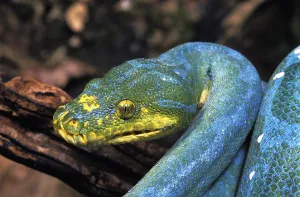 Reptile Portrait Photography Prints: Green Tree Python (morelia viridis)