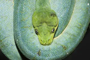 Green Tree Python Prints: Green tree python, Morelia viridis