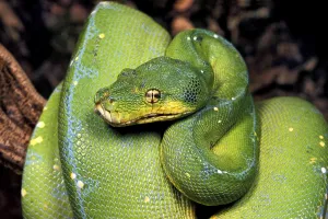 Green Tree Python Prints: GREEN TREE PYTHON (morelia viridis)