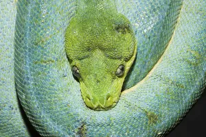 Green Tree Python Prints: Green tree python, Morelia viridis